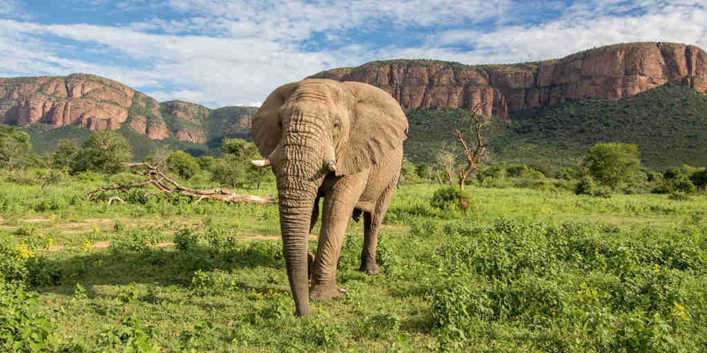 elephant, Marataba Founders Camp, Marataba Reserve, South Africa