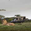 game drive, ol seki hemingways, greater mara conservancies, kenya