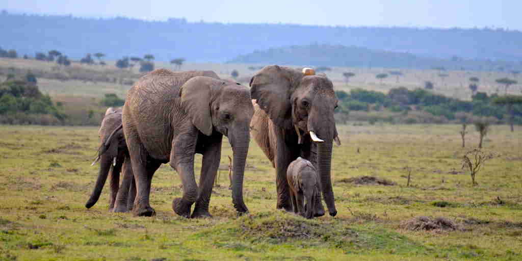 elephant herd, kicheche mara, greater mara conservancies, kenya