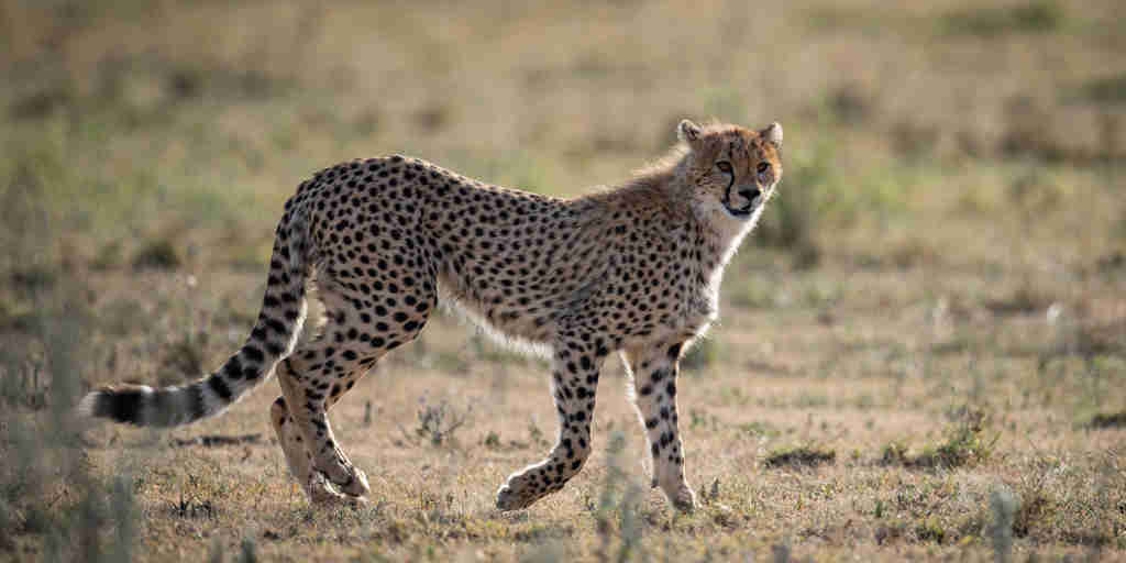 cheetah, wilderness usawa, serengeti, tanzania