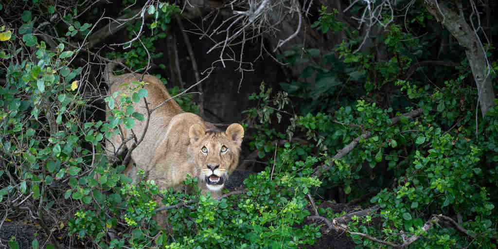 lion in a bush, wilderness usawa, serengeti, tanzania