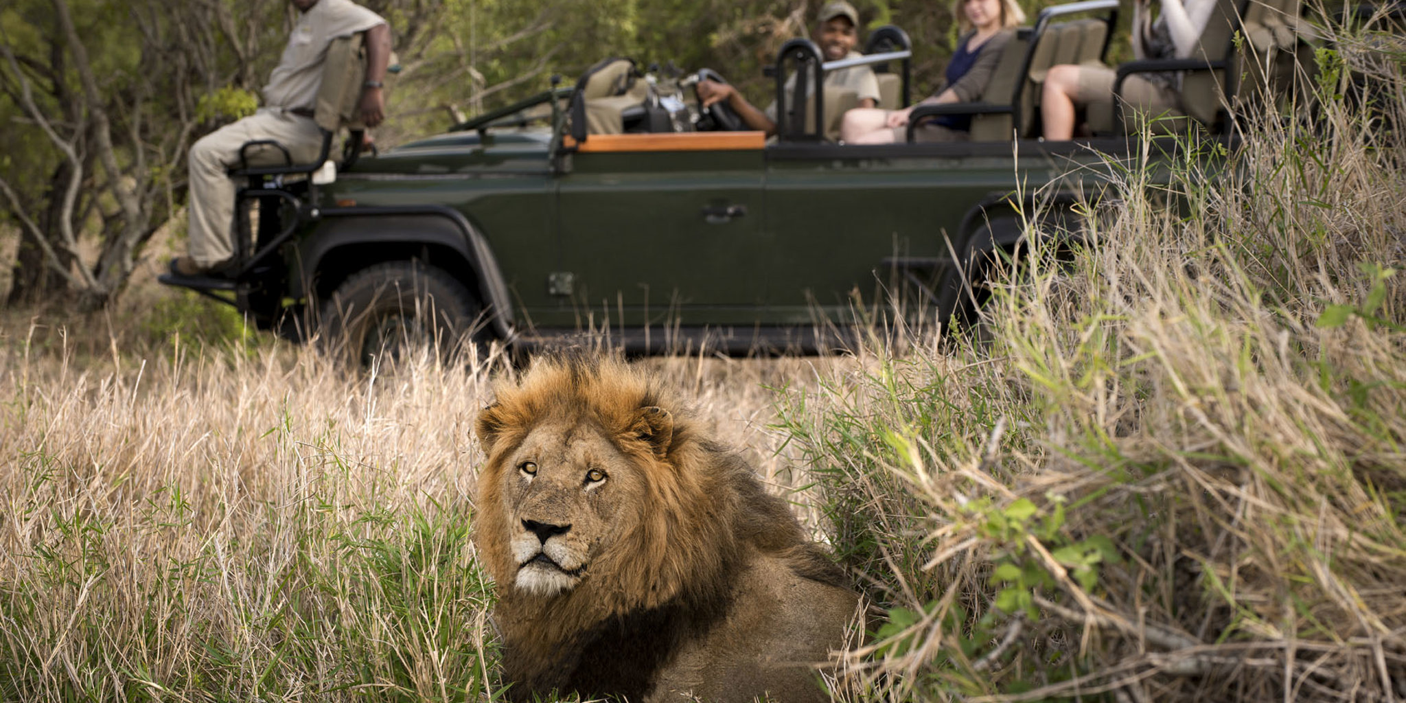 lion game drive, tanda tula safari camp, timbavati private game reserve, south africa