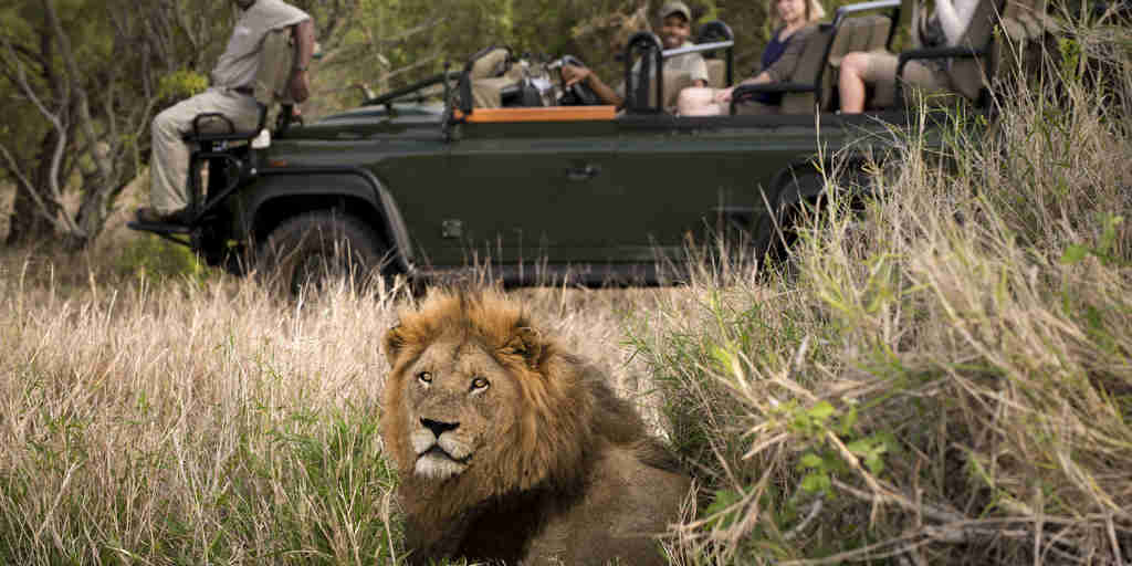 lion game drive, tanda tula safari camp, timbavati private game reserve, south africa