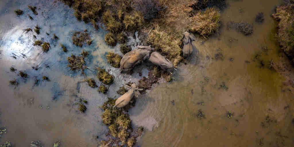 aerial view of elephants, marataba explorers camp, maratba reserve, south africa