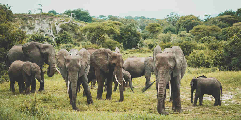 elephants, wayo camps, the serengeti, tanzania