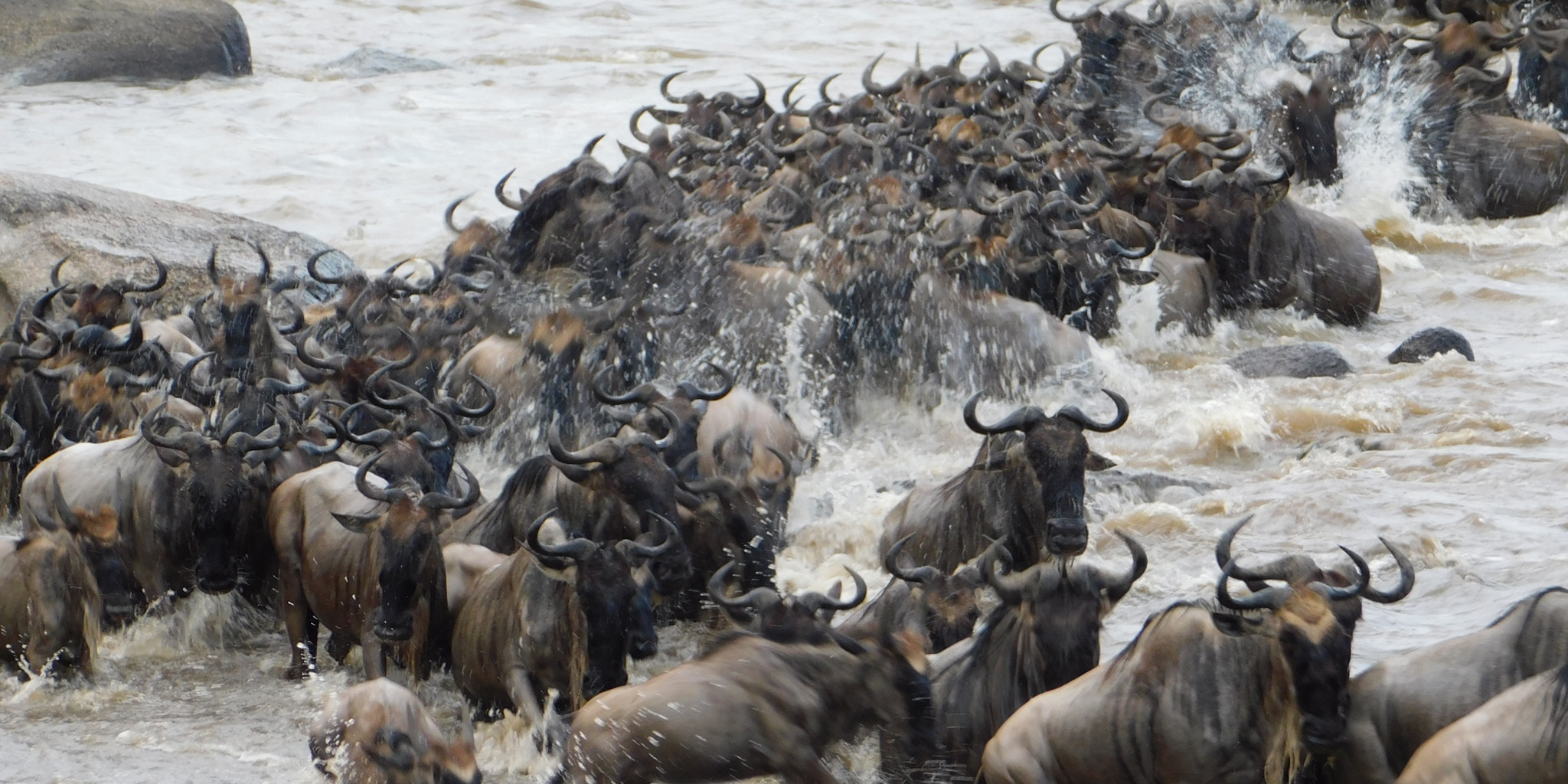 the migration, wayo camps, the serengeti, tanzania