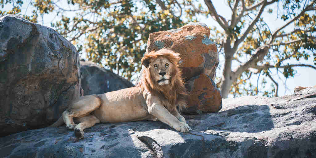 lion, wayo camps, the serengeti, tanzania