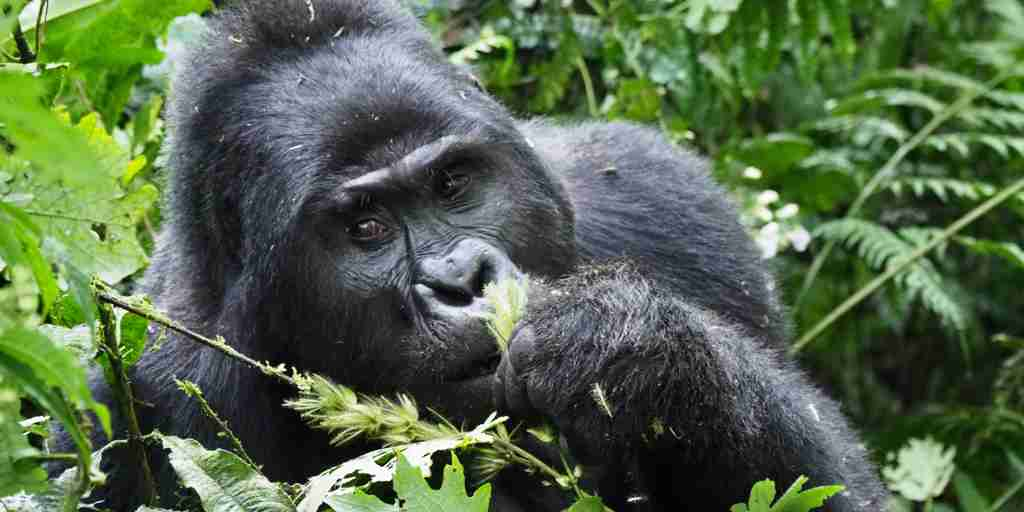 gorilla, mahogany springs, bwindi impenetrable forest, uganda