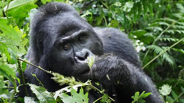 gorilla, mahogany springs, bwindi impenetrable forest, uganda