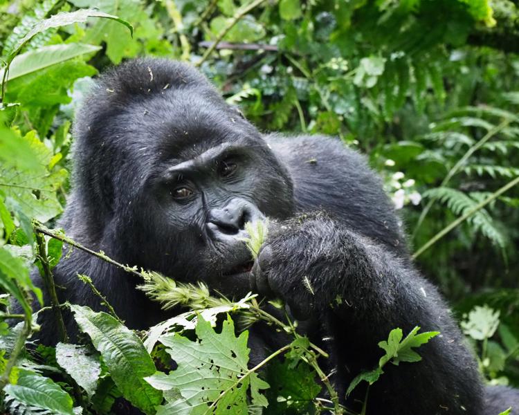 gorilla, mahogany springs, bwindi impenetrable forest, uganda