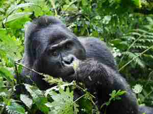 gorilla, mahogany springs, bwindi impenetrable forest, uganda