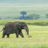 elephant, entamanu ngorongoro, the crater, tanzania