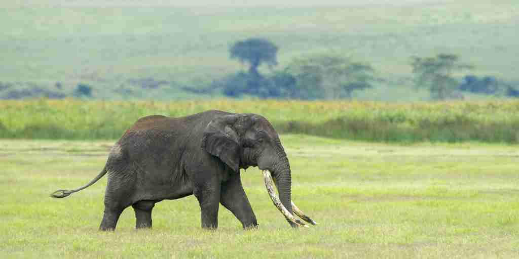 elephant, entamanu ngorongoro, the crater, tanzania
