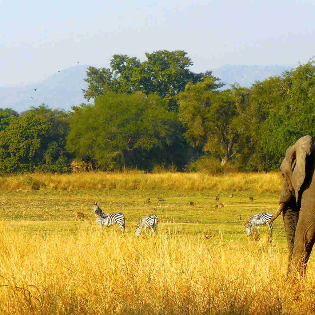 elephant, luangwas hidden value, zambia trip