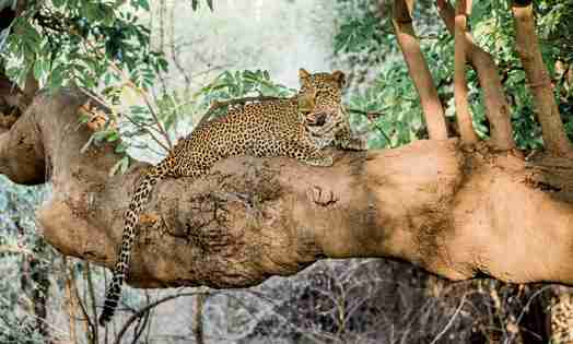 leopard, luangwas hidden value, zambia