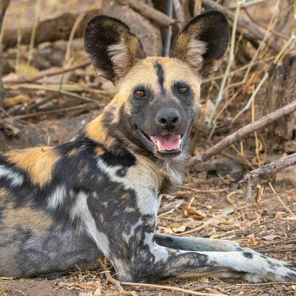wild dog, the orginal south luangwa camps, zambia trips