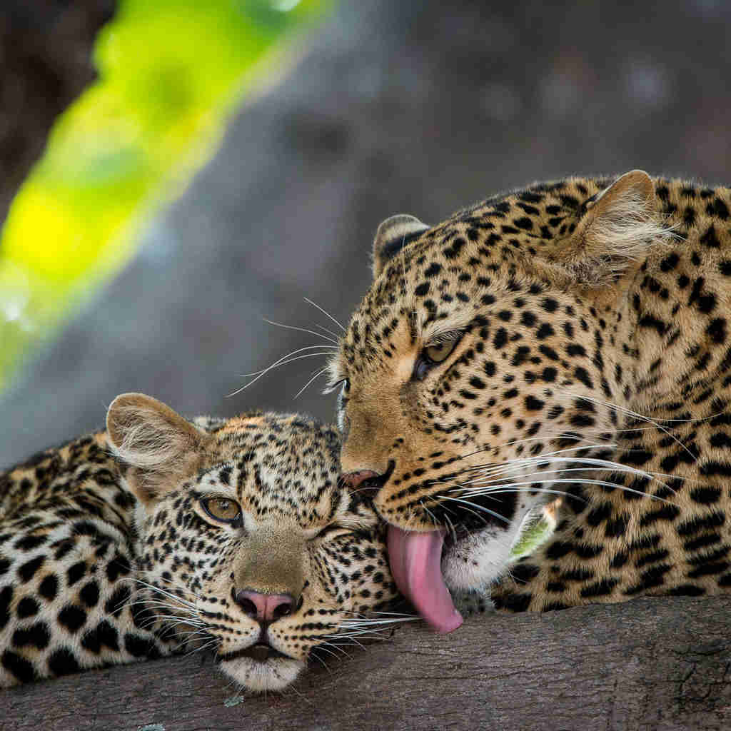 leopard, the original south luangwa camps, zambia trips