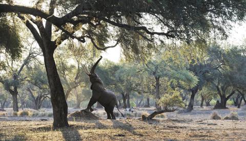 ele reaching up, best of zambia, trip
