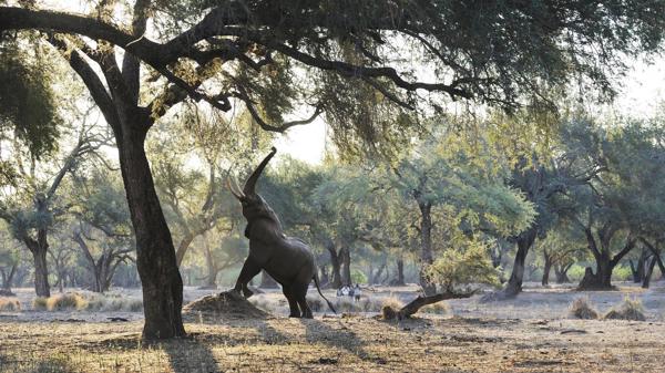 ele reaching up, best of zambia, trip