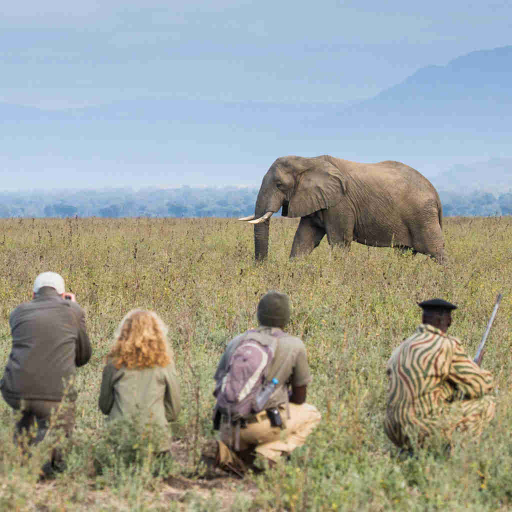 elephant walking safari, best of zambia, trip