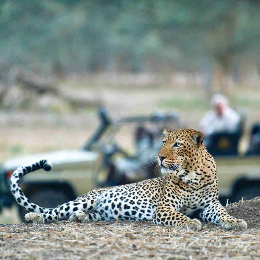 leopard, best of zambia, trip