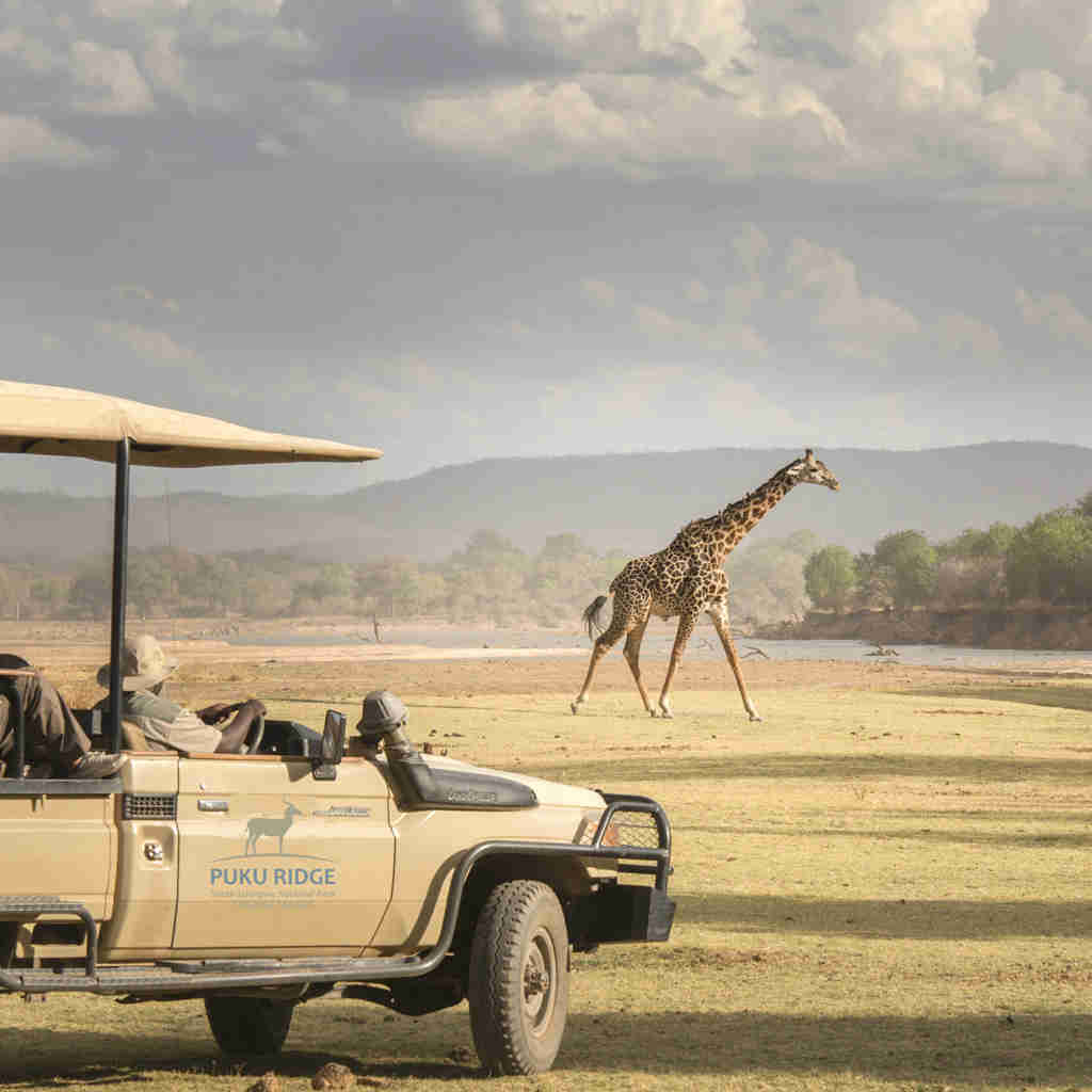 giraffe game drive, best of zambia, trips