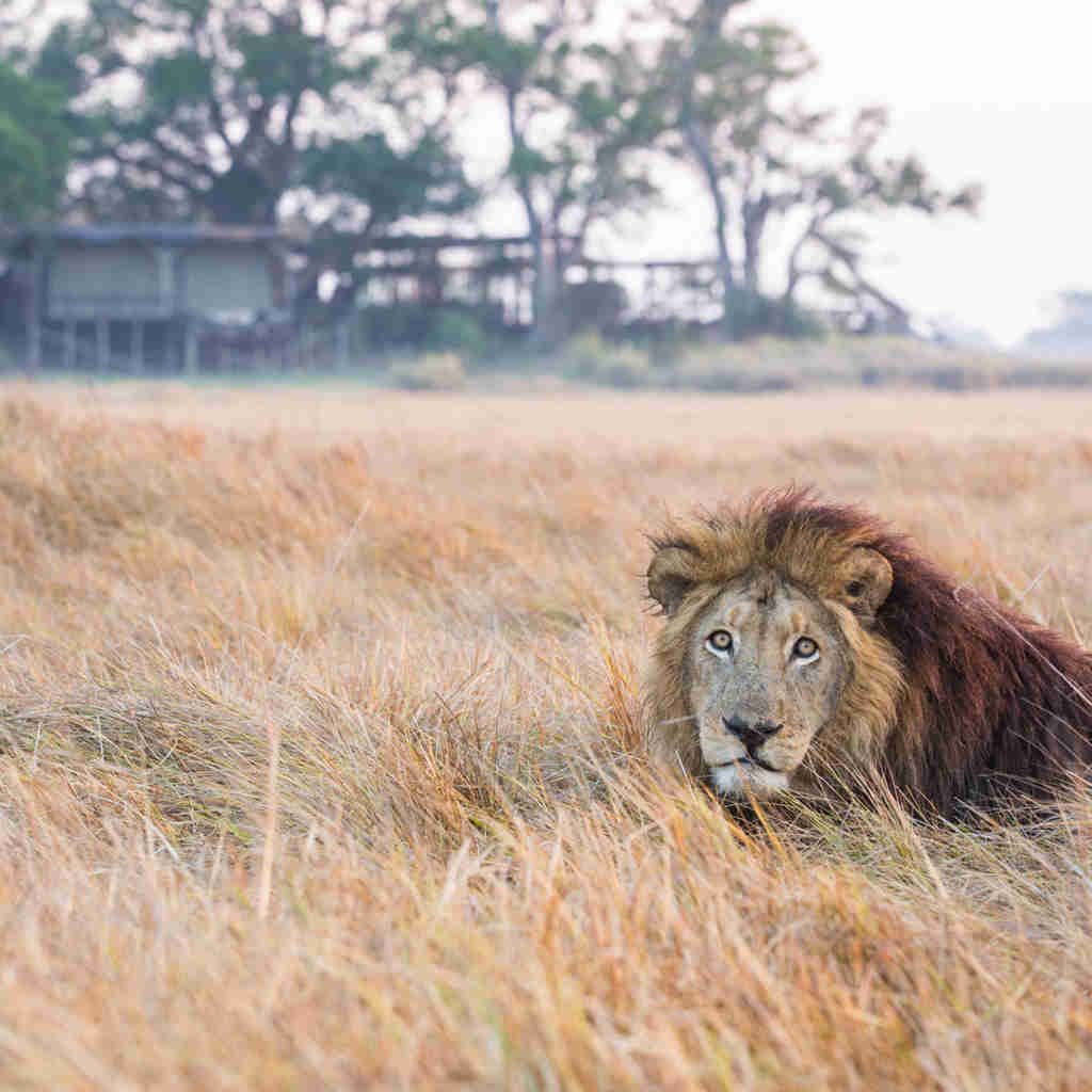 lion, zambias hidden luxuries, trips