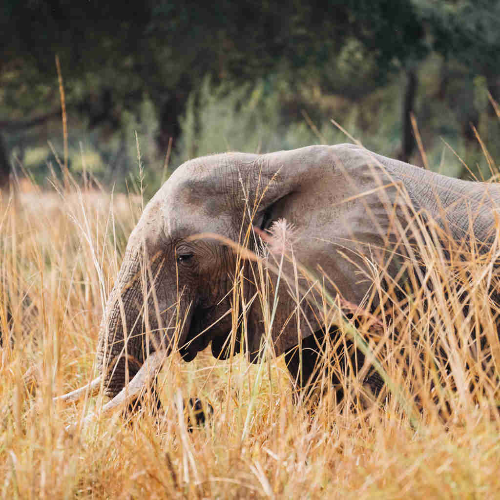 elephant, true zambia experience trip