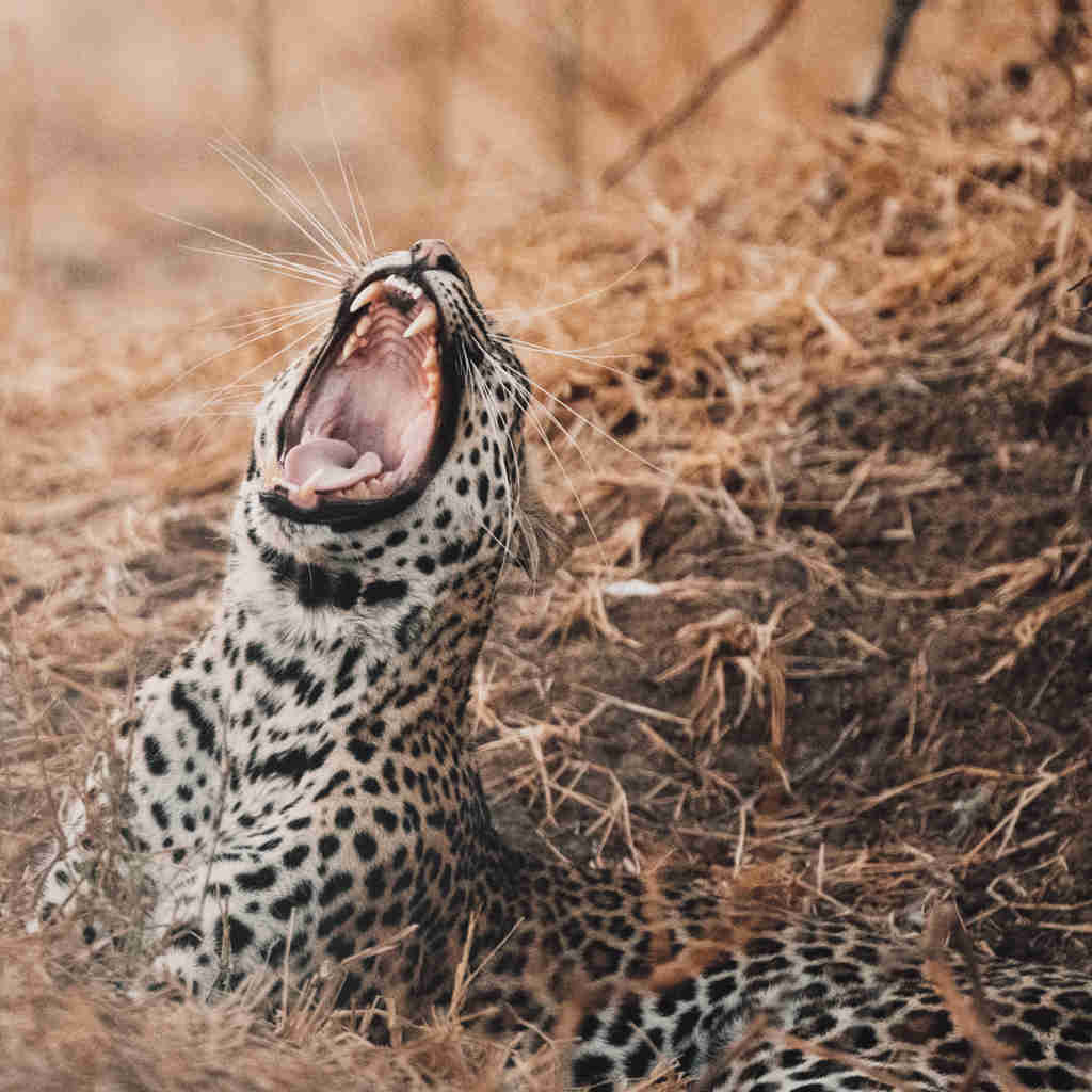 leopard yawning, true zambia experience trip