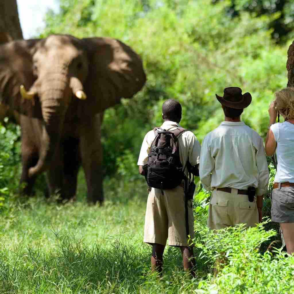 the founders of zambias walking safaris, trips