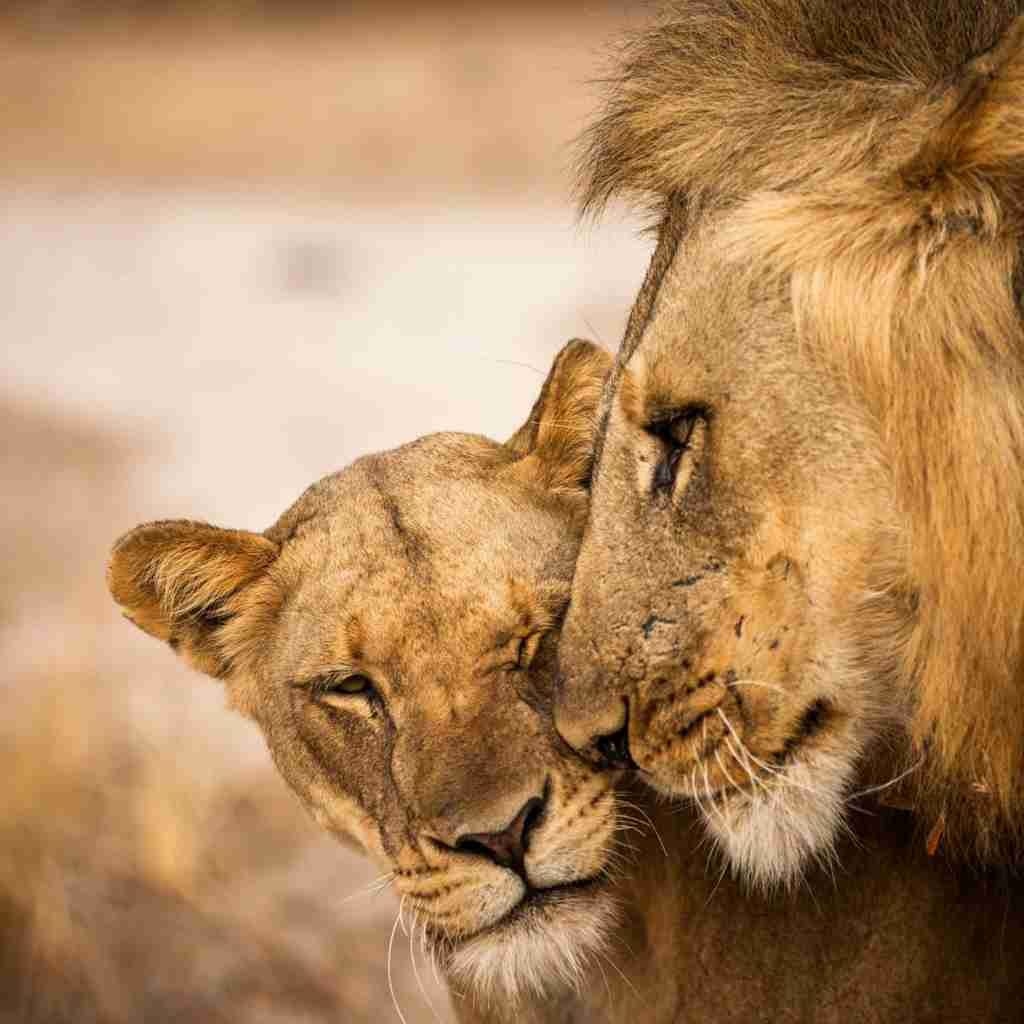 llion and lioness, the founders of zambias walking safari,