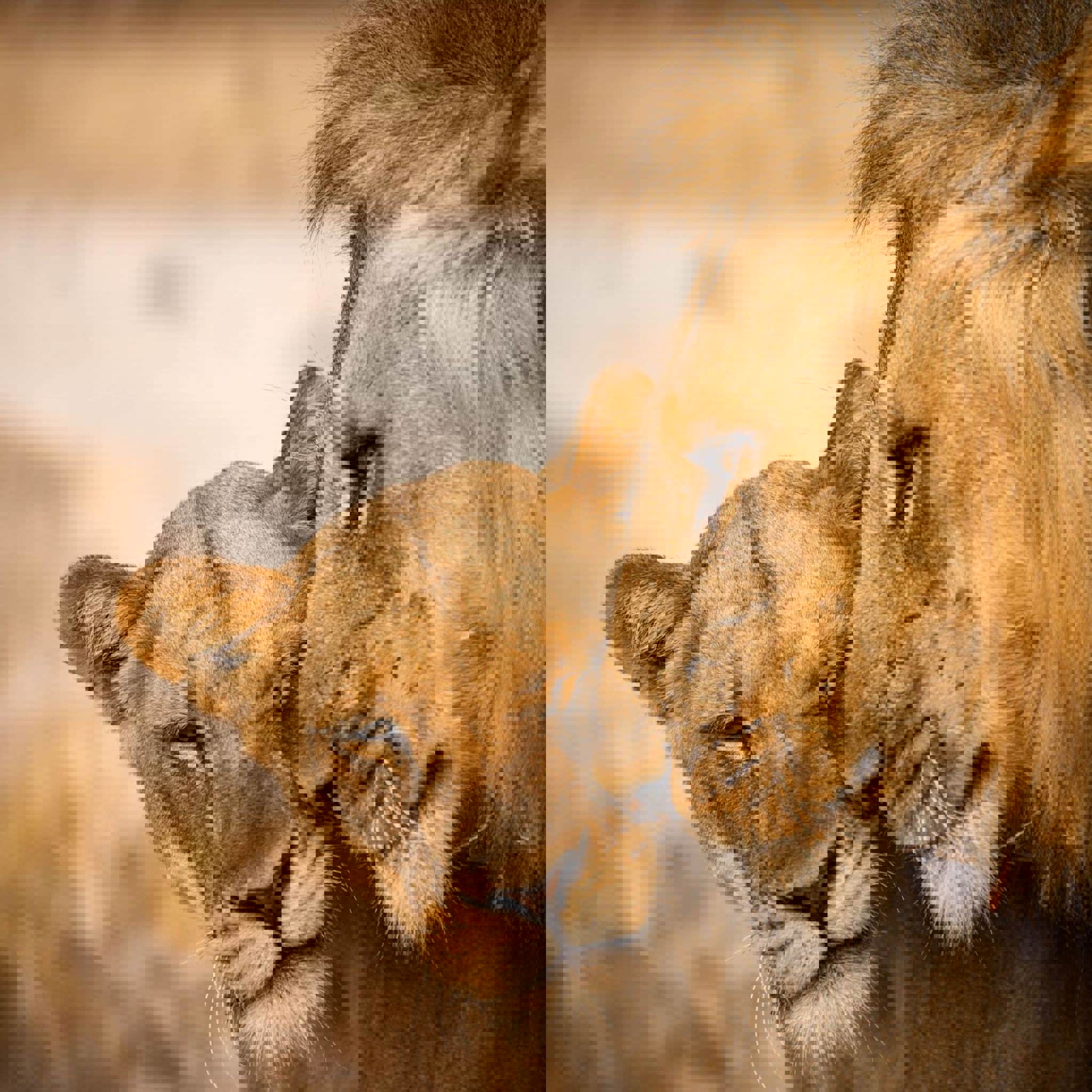 llion and lioness, the founders of zambias walking safari,