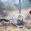 lion, true zambia experience trip