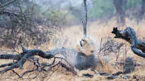 lion, true zambia experience trip