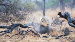 lion, true zambia experience trip