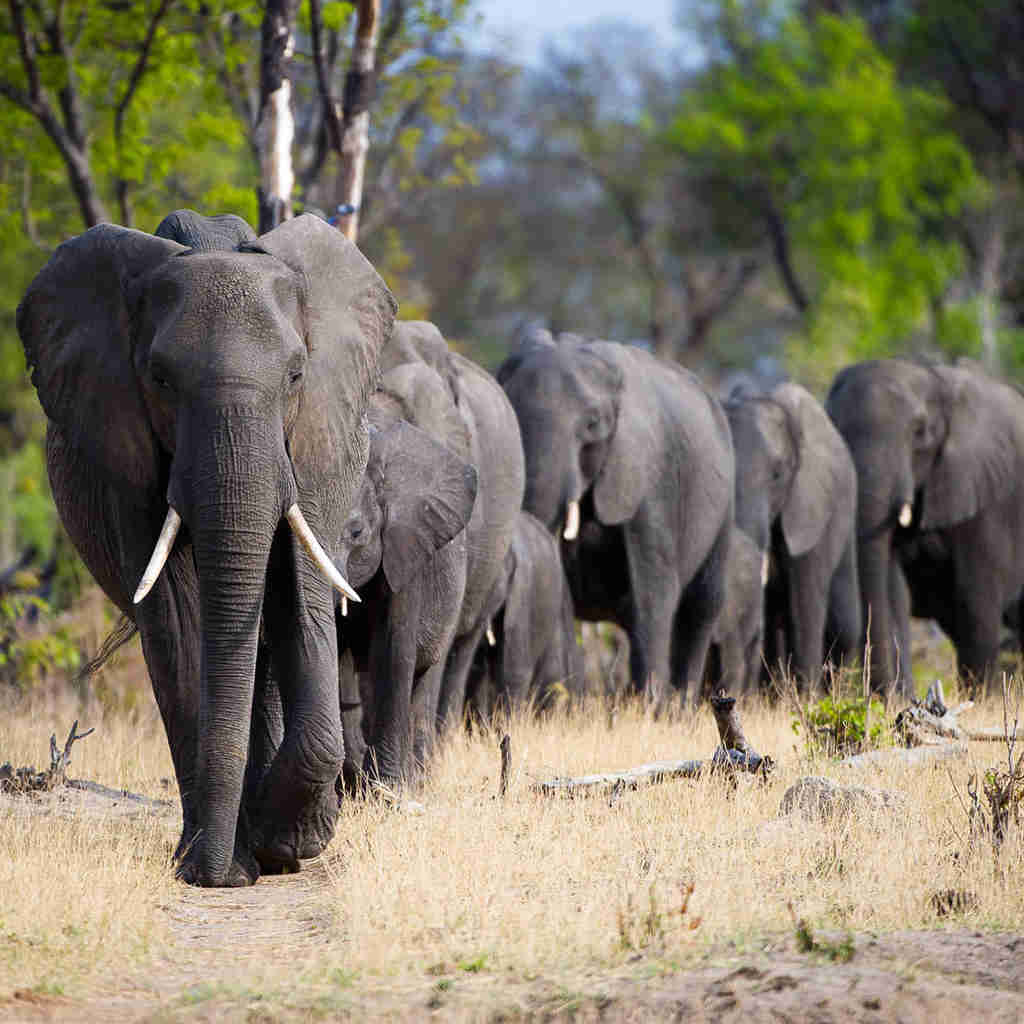 elephant herd, victoria falls and a taste of safari, zimbabwe trips