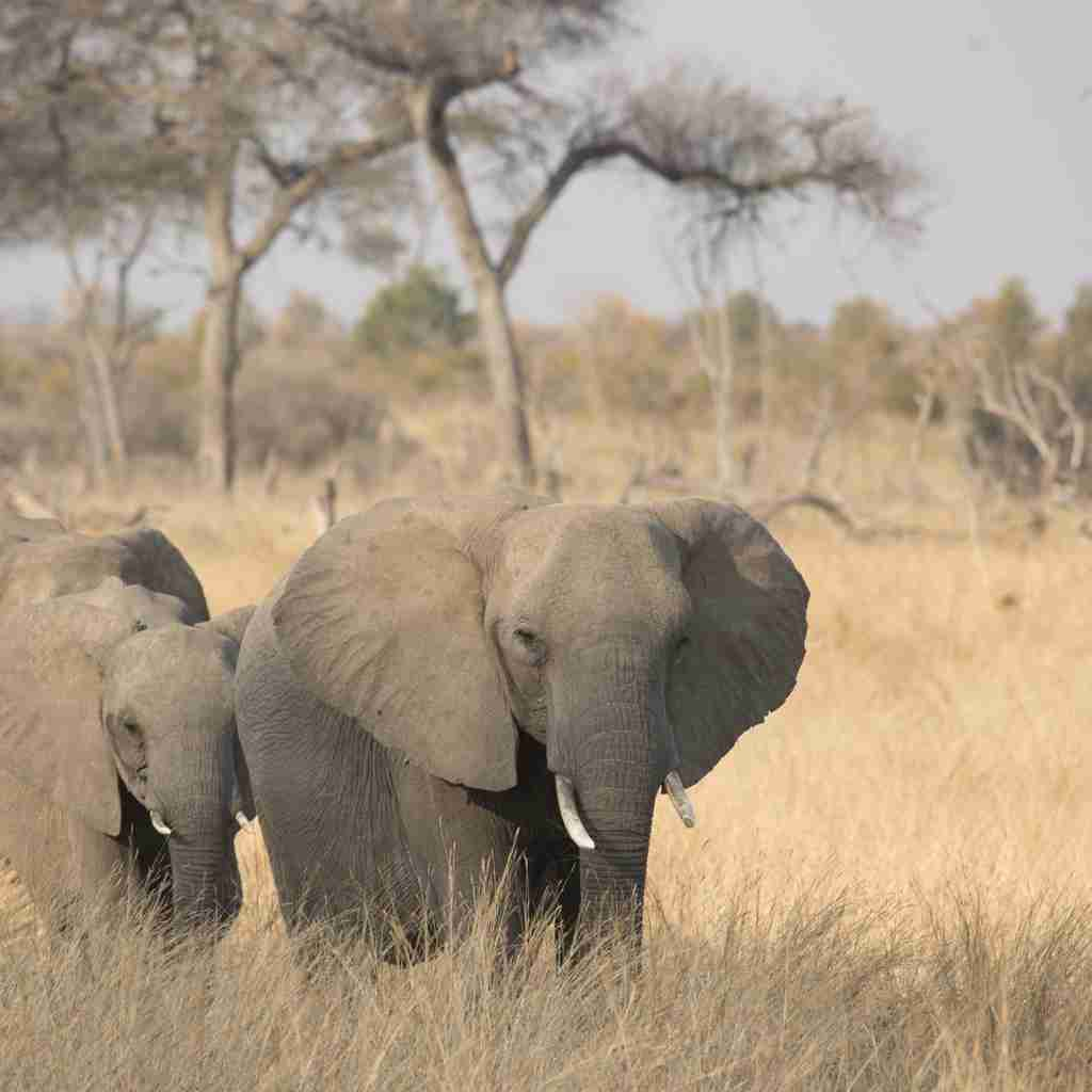 elephants, zimbabwes famous close elephant encounter