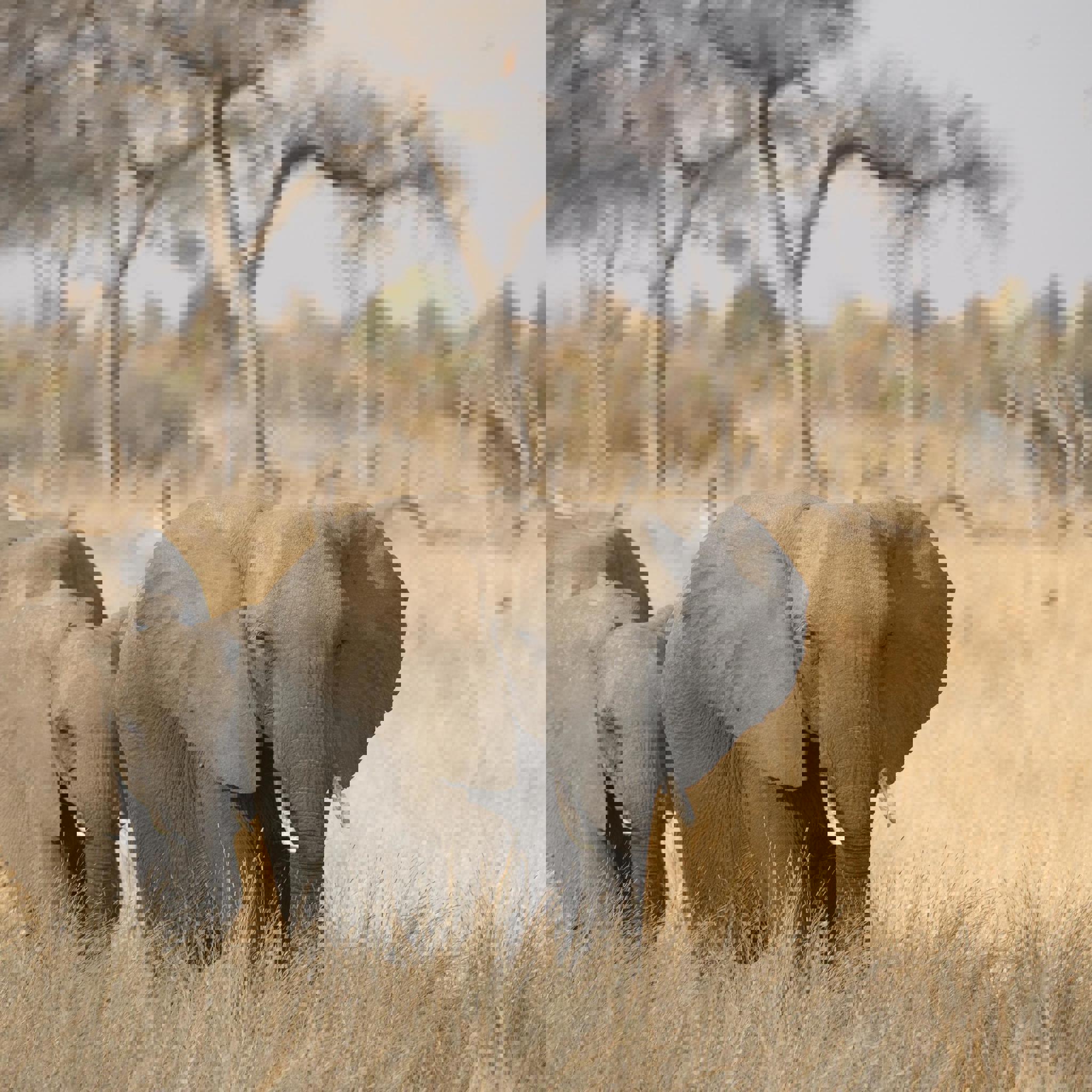 elephants, zimbabwes famous close elephant encounter