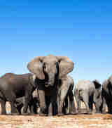 zimbabwes famous close elephant encounters, trips