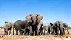 zimbabwes famous close elephant encounters, trips