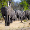 elephant herd, wilderness davisons, hwange national park, zimbabwe
