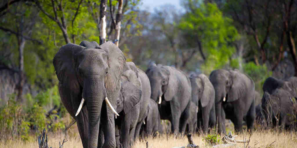 elephant herd, wilderness davisons, hwange national park, zimbabwe