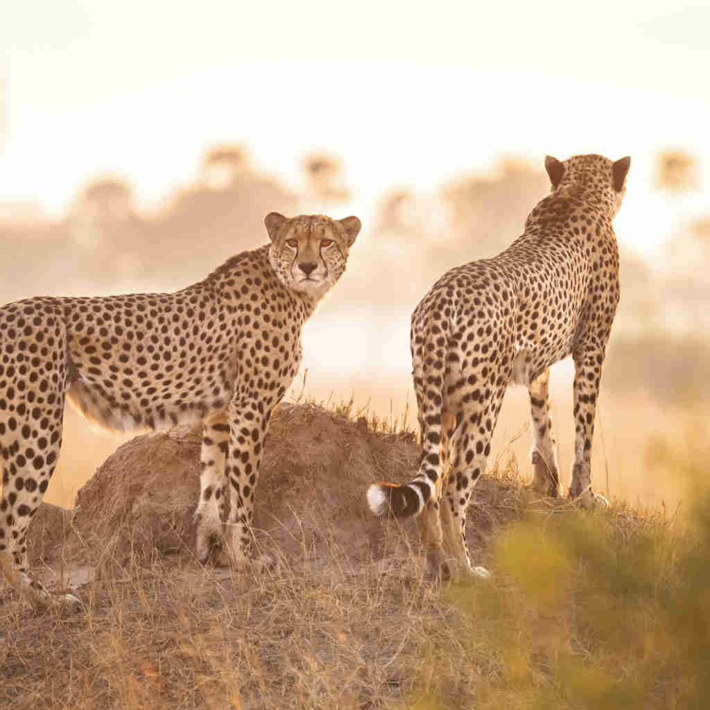 waterfalls and walking safaris, pair of cheetah