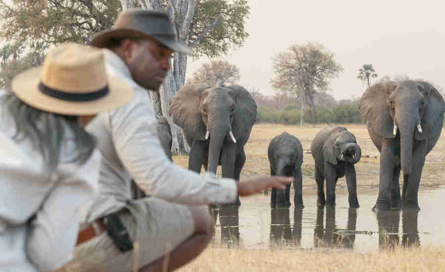 waterfalls and walking safaris, elephant herd