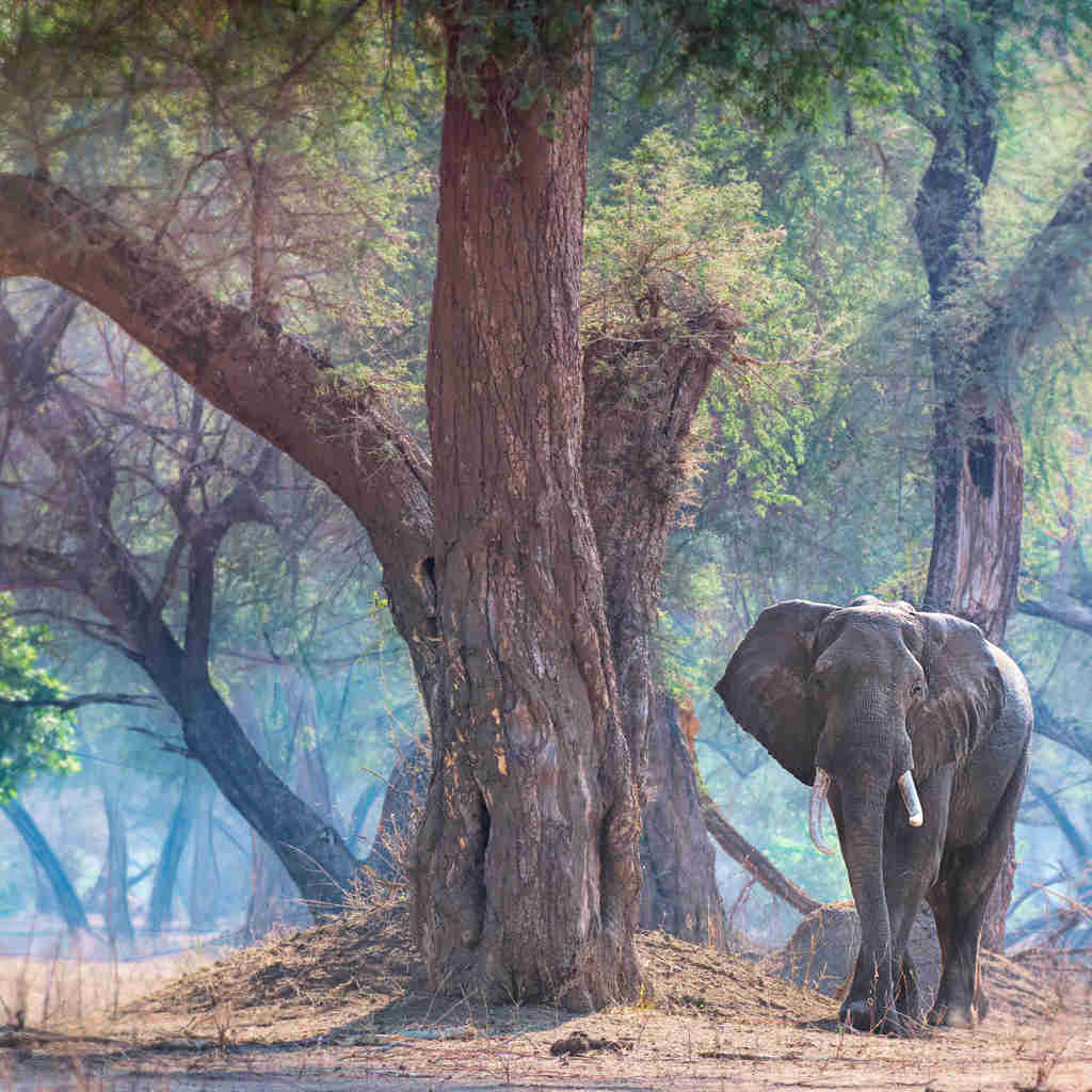 elephant in the blue forest, true zimbabwe experience