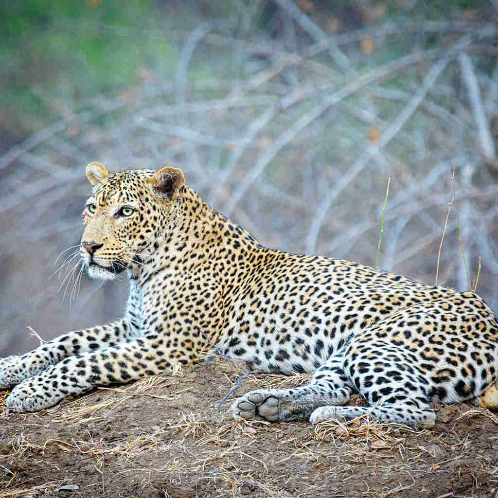 true zimbabwe experience, leopard lying down