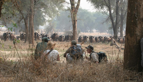 walking safari, true zimbabwe experience