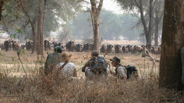 walking safari, true zimbabwe experience