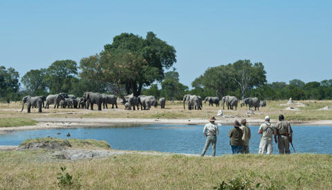Elephant herd, Walking safaris, Zambezi National Park, Zimbabwe 