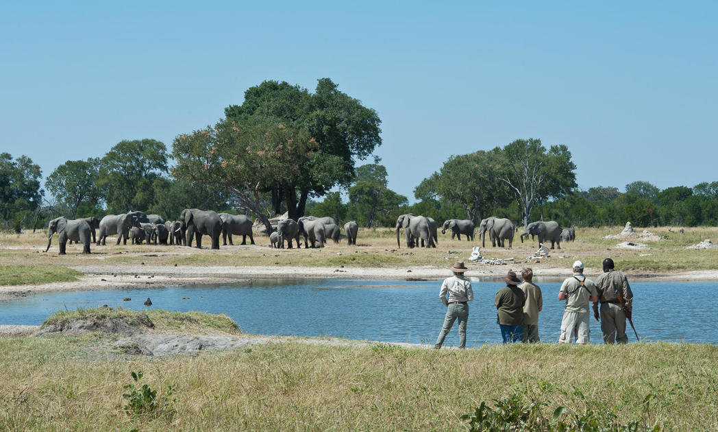 Elephant herd, Walking safaris, Zambezi National Park, Zimbabwe 